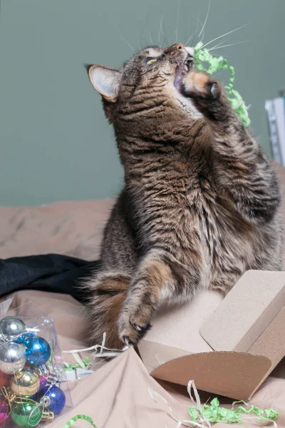 Gato Gris Sienta Cerca Una Caja Con Decoraciones Navidad Serpentina —  Fotos de Stock
