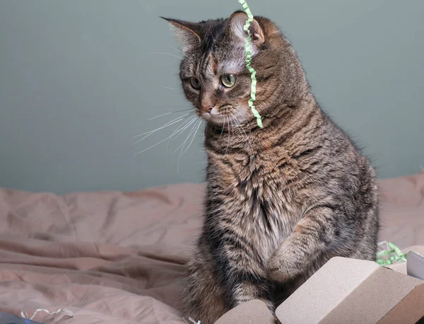 Kot Jest Pokryty Zielonym Wężem Środku Boże Narodzenie Nowy Rok — Zdjęcie stockowe