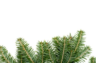 Köknar dallarının karlı yakın plan çekimleri ile doğal kış arka planı. Spruce dalları, beyaz arka planda, üst manzara. Kopya alanı ile kışın Noel sınırı