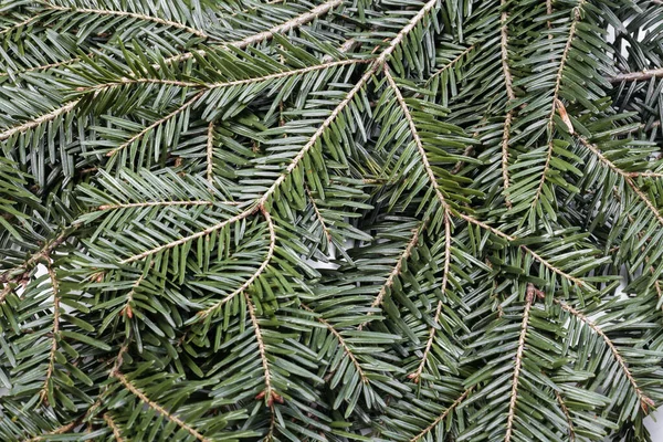 Spruce Şubesi Ğneli Ladin Çok Güzel Bir Dalı Doğadaki Noel — Stok fotoğraf