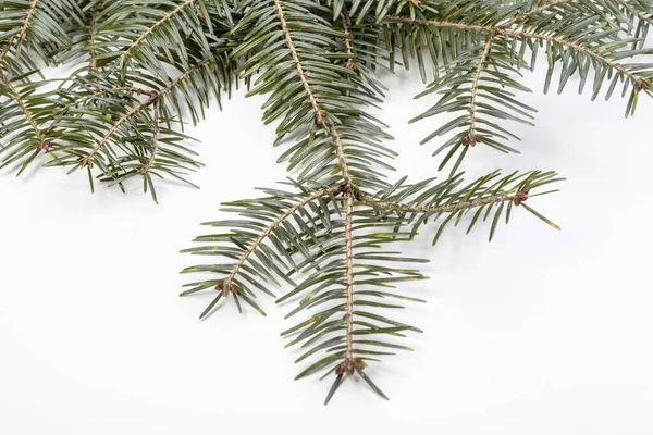 Fir Boomtak Geïsoleerd Witte Achtergrond Een Dennentak Kerstspar — Stockfoto