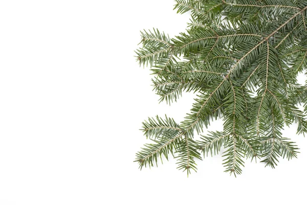 Firavun Ağacı Dalı Beyaz Arkaplanda Izole Edilmiş Çam Dalı Noel — Stok fotoğraf