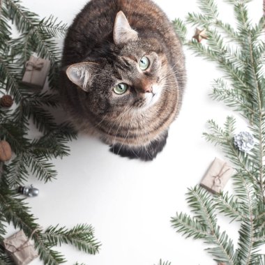Güzel gri kedi, köknar dalları ve Noel tatilinin özellikleri