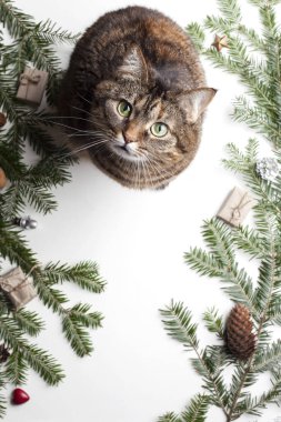 Güzel gri kedi, köknar dalları ve Noel tatilinin özellikleri
