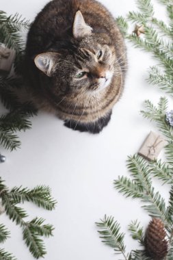 Güzel gri kedi, köknar dalları ve Noel tatilinin özellikleri