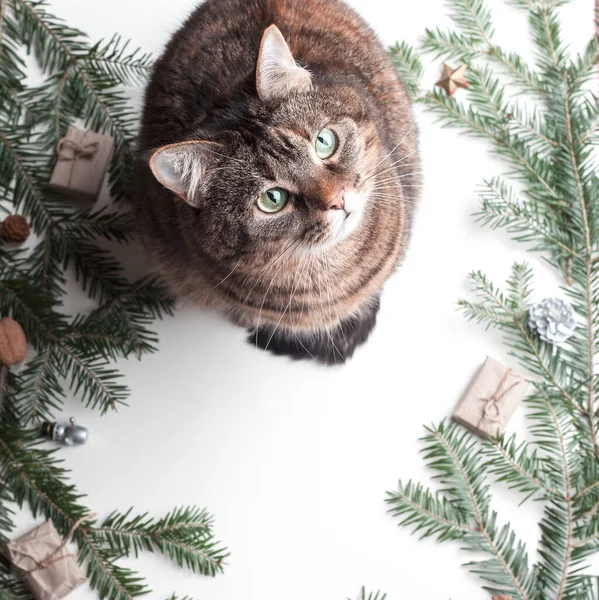 Schöne Graue Katze Tannenzweige Und Attribute Des Weihnachtsfestes — Stockfoto