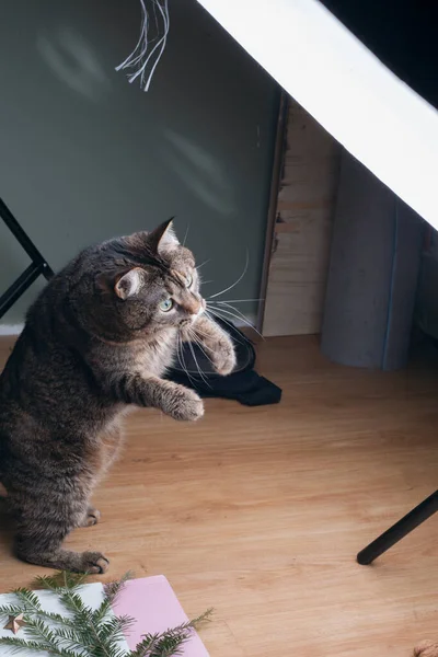 Kot Bawi Się Swoim Studiu Fotograficznym — Zdjęcie stockowe