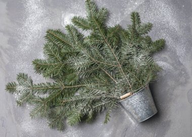 Bir buket yeşil ladin, gri arka planda demir kovada dallanır. Uzayı metin için kopyala. Noel konsepti.