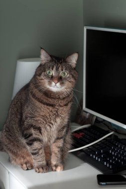 Düşünceli bir kedi bir bilgisayar ve klavyeyle masada oturur. Evde çalış.