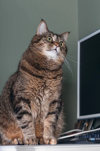 Μια Σκεπτική Γάτα Κάθεται Ένα Τραπέζι Έναν Υπολογιστή Και Ένα — Φωτογραφία Αρχείου