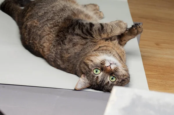 Een Schattige Kat Ligt Zijn Rug Grond Ondersteboven — Stockfoto