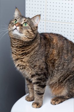 Meraklı kedi tuvaleti kullanıyor.