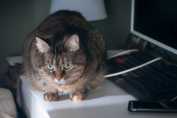 Eine Nachdenkliche Katze Sitzt Auf Einem Tisch Mit Computer Und — Stockfoto