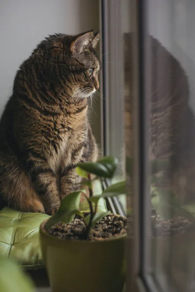 Гарний Сірий Кіт Сидить Підвіконні Дивиться Вікно Копіювальним Простором — стокове фото