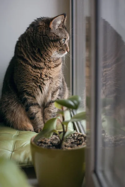Güzel Gri Bir Kedi Pencere Pervazında Oturur Pencereden Dışarı Bakar — Stok fotoğraf