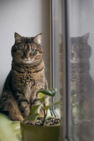 Chat Regardant Par Fenêtre Avec Scène Silhouette — Photo