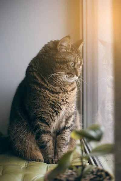 Belo Gato Cinza Senta Peitoril Janela Olha Pela Janela Com — Fotografia de Stock