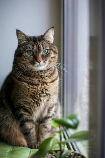 猫はシルエットのシーンで窓の外を見て — ストック写真