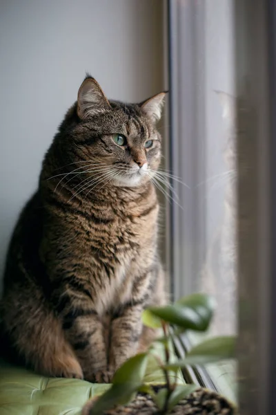 猫看窗外的轮廓场景 — 图库照片