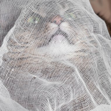 Kedi beyaz bir kumaşın içine saklandı.