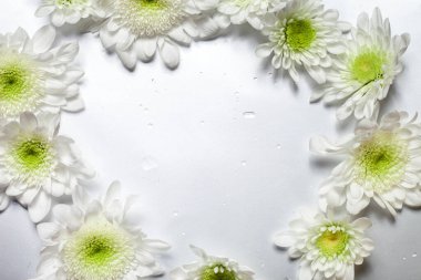 Çiçekler kalp şeklinde serilmiştir. Beyaz kasımpatı çiçeğinin kalbi