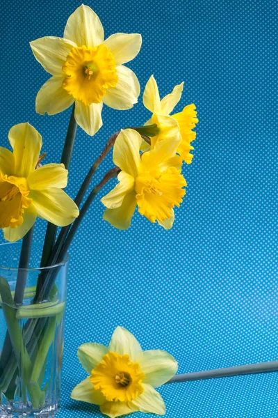 Frühling Blumigen Hintergrund Narzissenstrauß Auf Blauem Hintergrund Von Oben Flach — Stockfoto