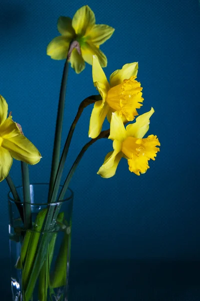 Bouquet Narcissus Flowers Glass Shadow Stand Cyan Navy Blue Background — Stock fotografie