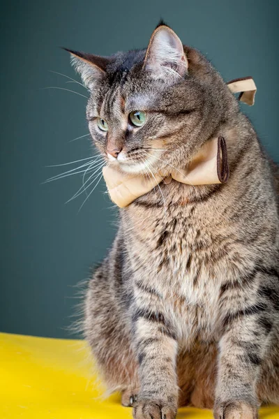 首に弓を持つ美しい子猫 — ストック写真