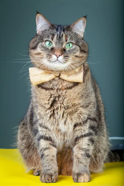 Fluffy Gato Tabby Con Una Pajarita Alrededor Cuello Retrato Mascota —  Fotos de Stock