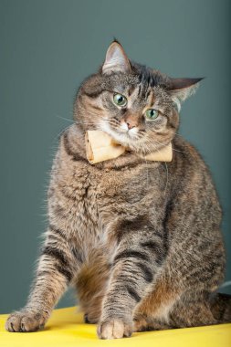 Boynunda papyon olan yumuşak bir tekir kedi. Hayvan portresi. Kedi şeklinde zarif bir beyefendinin düşüncesi....