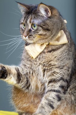 Boynunda papyon olan yumuşak bir tekir kedi. Hayvan portresi. Kedi şeklinde zarif bir beyefendinin düşüncesi....