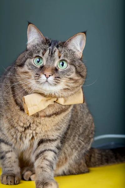 首に蝶ネクタイのついたふわふわのタビー猫 ペットの肖像画 猫の形をした上品な紳士のアイデア — ストック写真