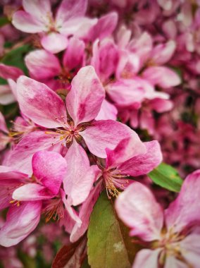 Elma ağacının pembe çiçekleri. Baharda açan ağaçlar