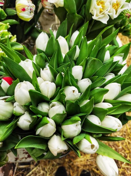 Enorme Ramo Tulipanes Blancos Vista Superior —  Fotos de Stock