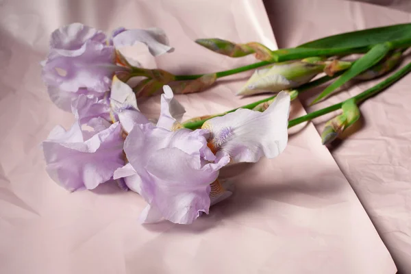 Bouquet Iris Roses Sur Fond Rose — Photo