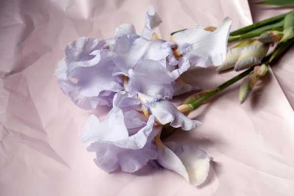 Fleurs Iris Tiges Bourgeons Sur Fond Clair Composition Verticale Plan — Photo