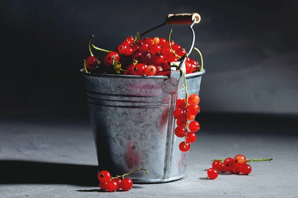 red currants in a small metal bucket on a black background. Low key food photography