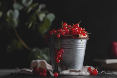 Siyah arka plandaki bir kovadaki frenk üzümü. Kırmızı böğürtlenlerin yan görüntüsü. Vitamin meyveleri. Uzayı kopyala Alçakgönüllülük. Karanlık ve somurtkan yiyecekler. Su damlası
