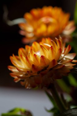 Red, orange and yellow flame dahlia flower with yellow center close up macro photo. Color photo highlighting vibrant reddish colors and abstract details.