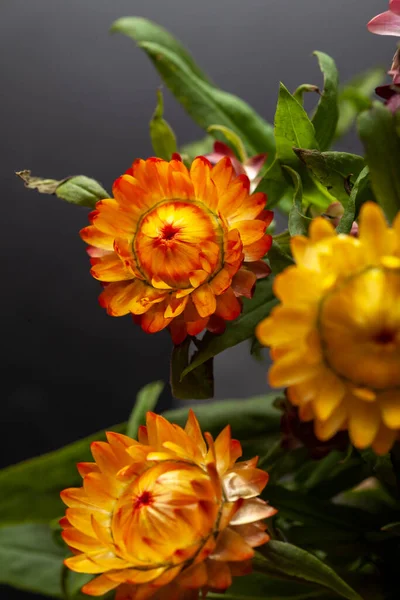 Red Orange Yellow Flame Dahlia Flower Yellow Center Close Macro — Photo