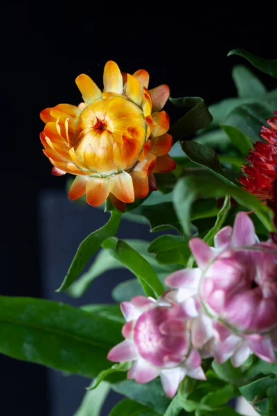 Red Orange Yellow Flame Dahlia Flower Yellow Center Close Macro — Photo