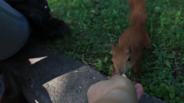 Alimentación de nueces de ardilla — Vídeos de Stock