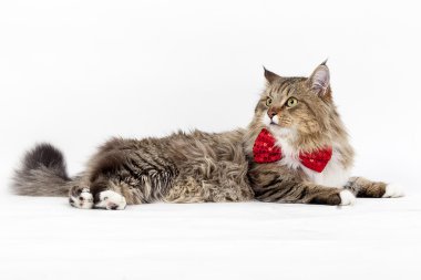 Büyük ilgiyle ararken Maine Coon kedi