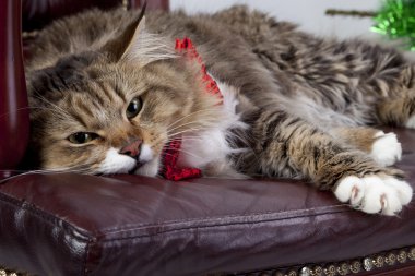 Büyük bir sandalyede yalan Maine Coon kedi