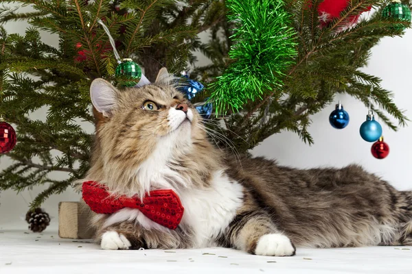 Cat knocked over the tree — Stock Photo, Image