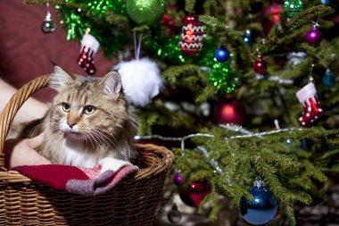 Noel ağacının altında bir sepet içinde kedi