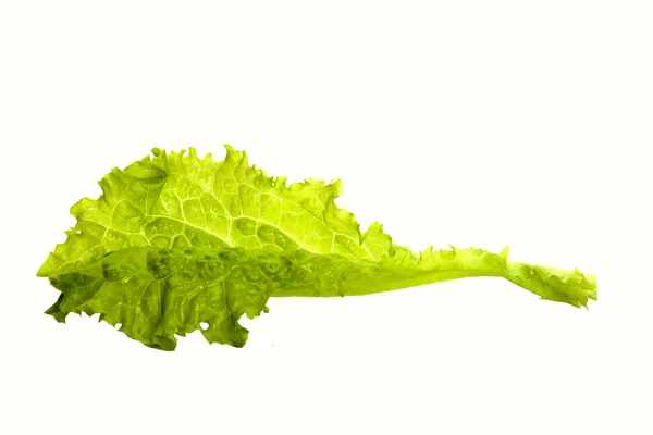 Frischer Salat ein Blatt isoliert auf weißem Hintergrund Nahaufnahme — Stockfoto