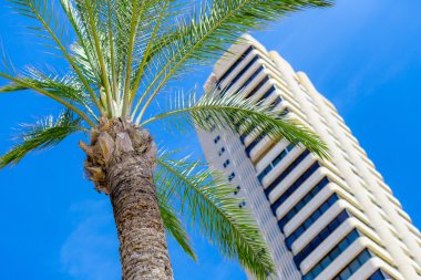 Green palms on beach with sea and buildings