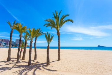 Green palms on white beach with sea and buildings