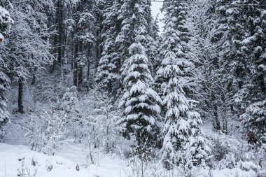 Dağlarda karla kaplı ağaçlar